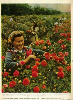 Прикрепленное изображение: Крымская роза 1950г 20361.jpg